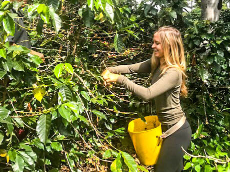 girl picking coffee