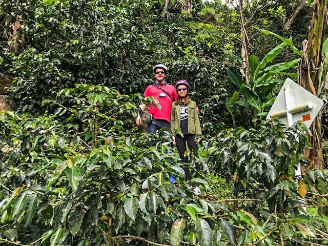 man and woman standing in coffee trees
