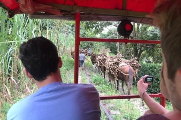 mules carrying sugarcane