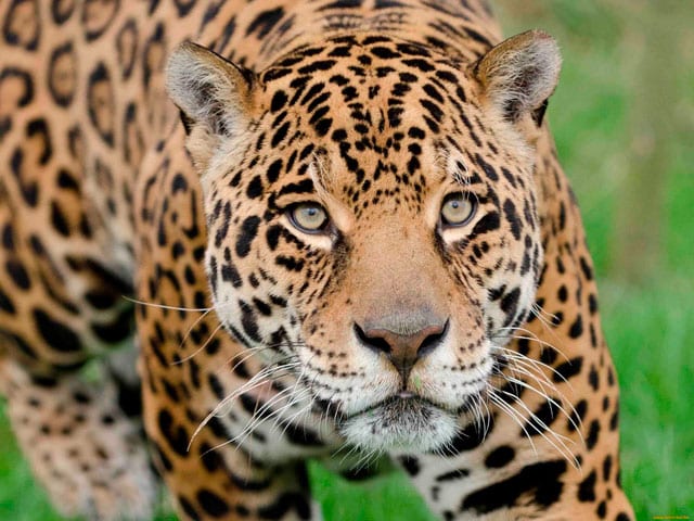 jaguar