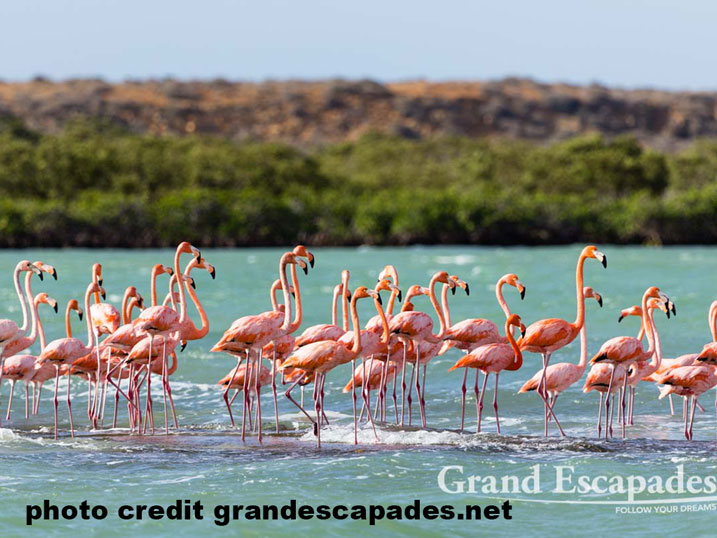 Flamingoes in the Guajira desert kite trips Colombia